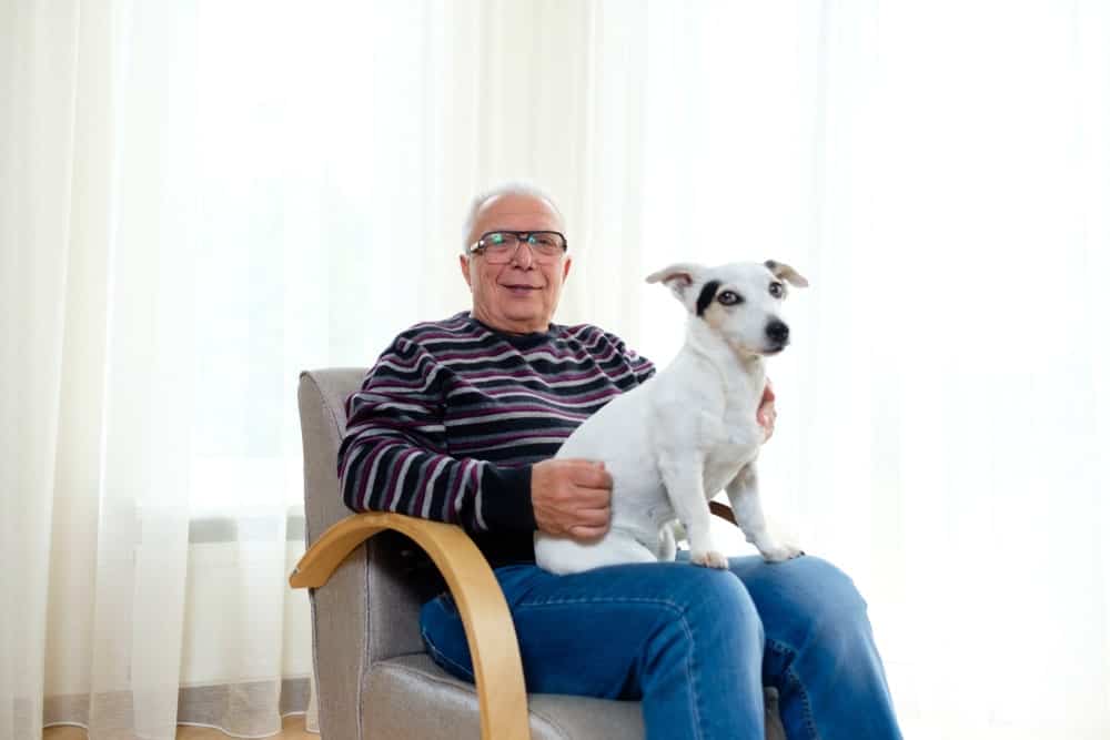 Grandpa in a striped sweater with Jack Russell Terrier dog on his lap sitting on a leather chair.