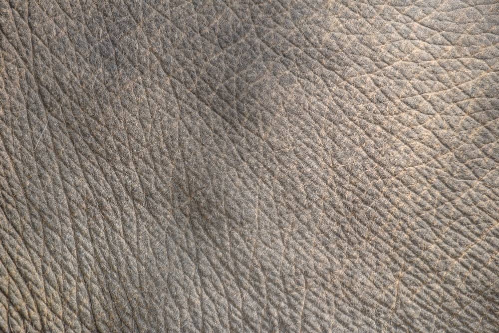 This is a close look at the textured Elephant Leather.