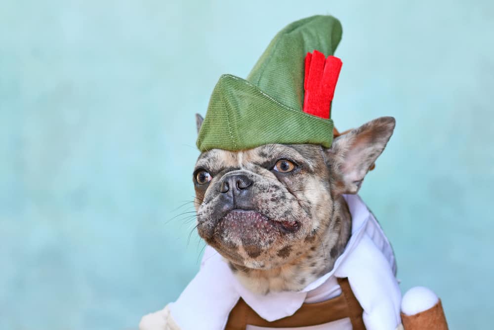 A small dog dressed in traditional Bavarian attire with a tylorean hat.