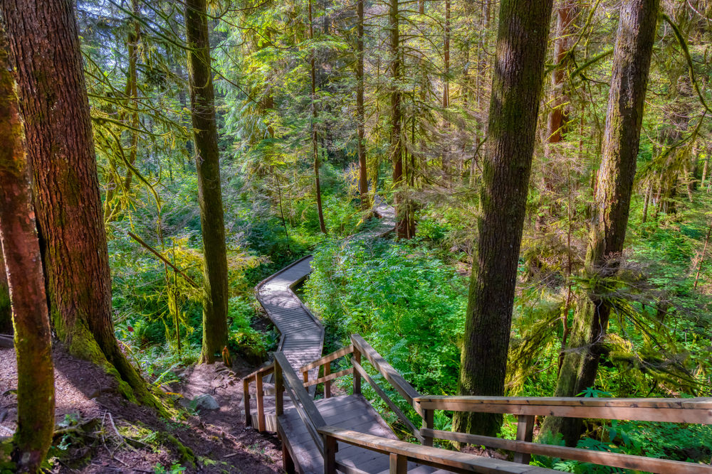North Vancouver rain forest